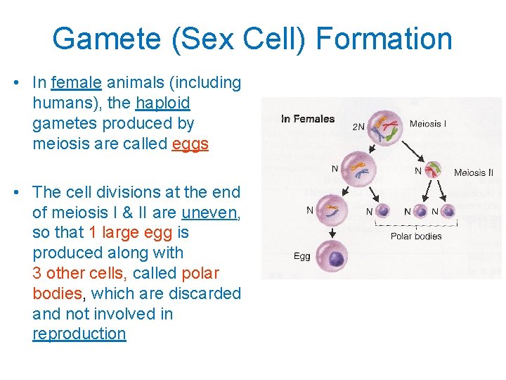 Gamete (Sex Cell) Formation • In female animals (including humans), the haploid gametes produced