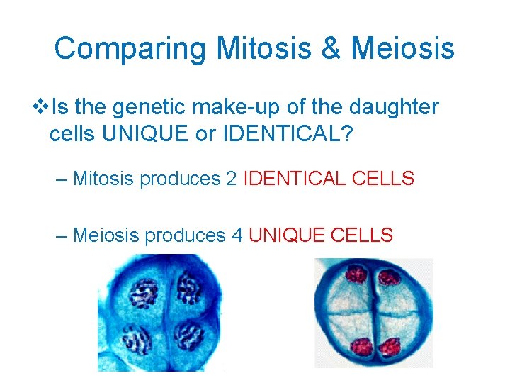 Comparing Mitosis & Meiosis v. Is the genetic make-up of the daughter cells UNIQUE