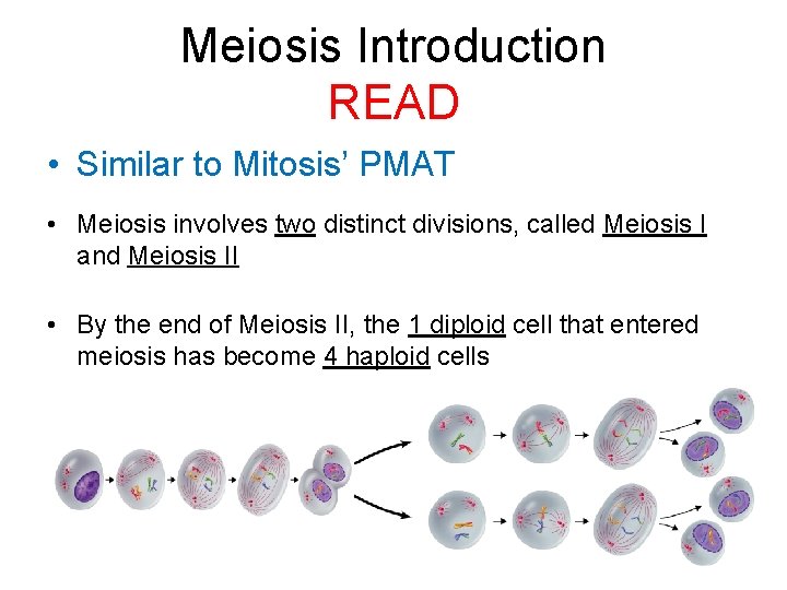 Meiosis Introduction READ • Similar to Mitosis’ PMAT • Meiosis involves two distinct divisions,