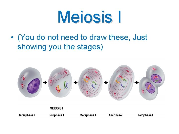 Meiosis I • (You do not need to draw these, Just showing you the