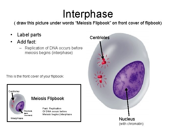 Interphase ( draw this picture under words “Meiosis Flipbook” on front cover of flipbook)