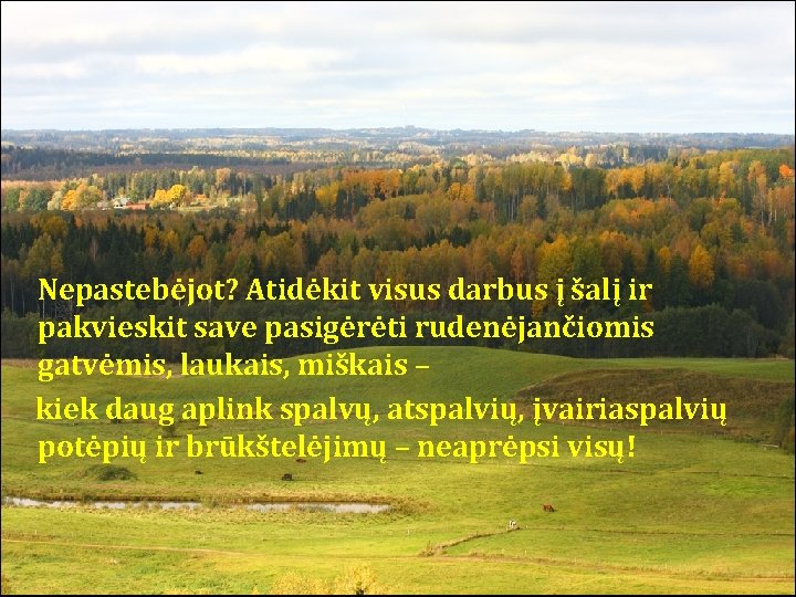 Nepastebėjot? Atidėkit visus darbus į šalį ir pakvieskit save pasigėrėti rudenėjančiomis gatvėmis, laukais, miškais Nepastebėjot? Atidėkit visus darbus į šalį ir pakvieskit save pasigėrėti rudenėjančiomis gatvėmis, laukais, miškais