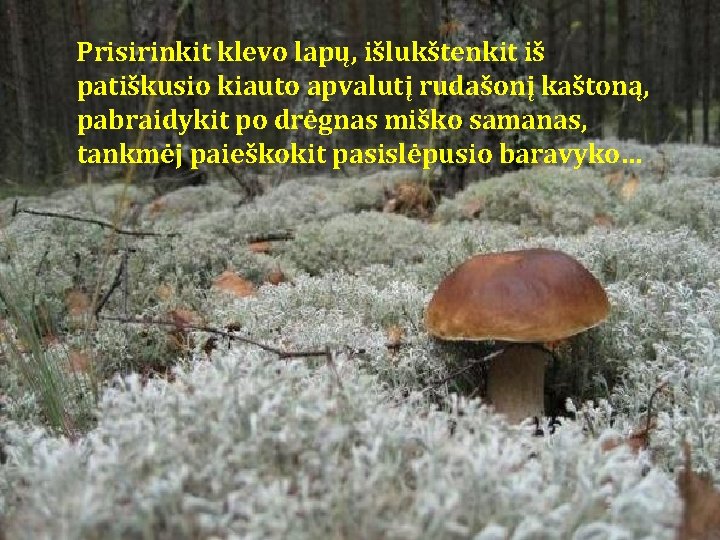 Prisirinkit klevo lapų, išlukštenkit iš patiškusio kiauto apvalutį rudašonį kaštoną, pabraidykit po drėgnas miško Prisirinkit klevo lapų, išlukštenkit iš patiškusio kiauto apvalutį rudašonį kaštoną, pabraidykit po drėgnas miško