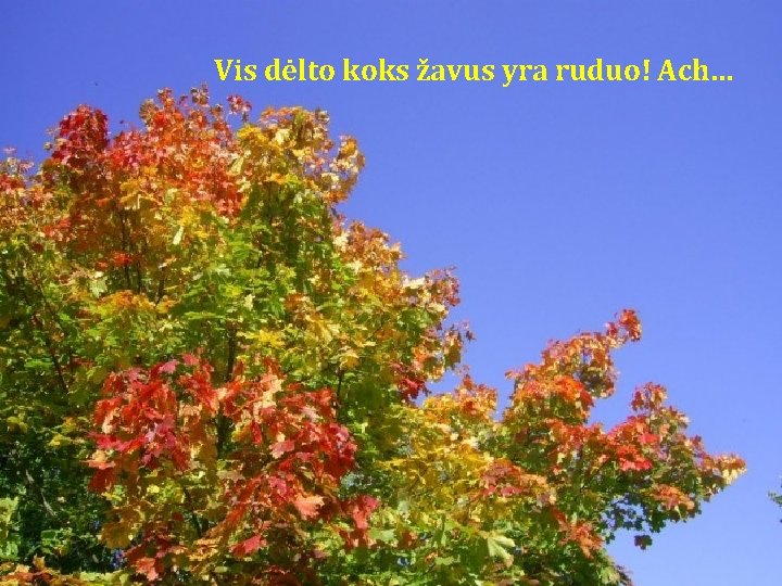 Vis dėlto koks žavus yra ruduo! Ach… Vis dėlto koks žavus yra ruduo! Ach…