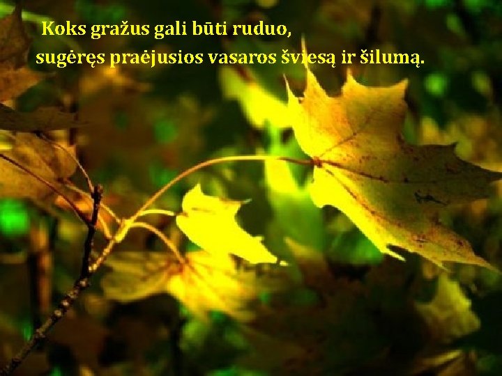 Koks gražus gali būti ruduo, sugėręs praėjusios vasaros šviesą ir šilumą. Koks gražus gali būti ruduo, sugėręs praėjusios vasaros šviesą ir šilumą.