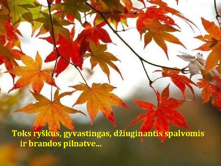 Toks ryškus, gyvastingas, džiuginantis spalvomis ir brandos pilnatve. . . Toks ryškus, gyvastingas, džiuginantis spalvomis ir brandos pilnatve. . .