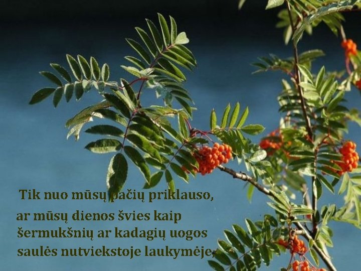Tik nuo mūsų pačių priklauso, ar mūsų dienos švies kaip šermukšnių ar kadagių uogos Tik nuo mūsų pačių priklauso, ar mūsų dienos švies kaip šermukšnių ar kadagių uogos