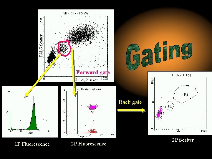 FALS Scatter Forward gate 90 deg Scatter log PE Back gate 1 P Fluorescence FALS Scatter Forward gate 90 deg Scatter log PE Back gate 1 P Fluorescence