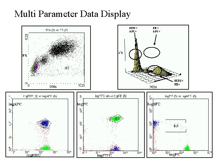 Multi Parameter Data Display FITC+ APC+ PE + APC+ FITC+ PE+ Multi Parameter Data Display FITC+ APC+ PE + APC+ FITC+ PE+