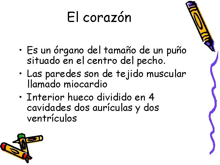 El corazón • Es un órgano del tamaño de un puño situado en el