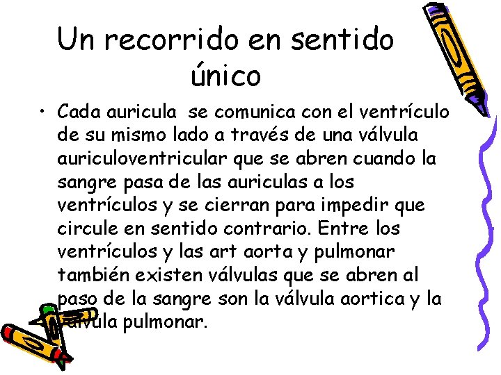 Un recorrido en sentido único • Cada auricula se comunica con el ventrículo de