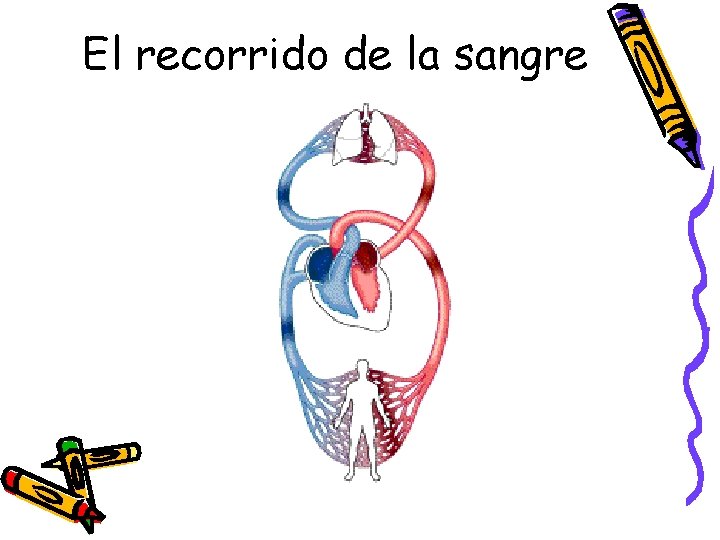 El recorrido de la sangre 