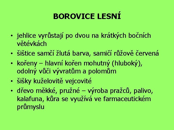 BOROVICE LESNÍ • jehlice vyrůstají po dvou na krátkých bočních větévkách • šištice samčí