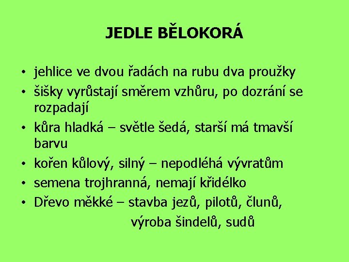 JEDLE BĚLOKORÁ • jehlice ve dvou řadách na rubu dva proužky • šišky vyrůstají