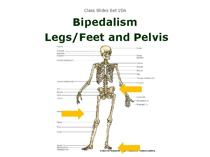 Class Slides Set 15 A Bipedalism Legs/Feet and Pelvis 