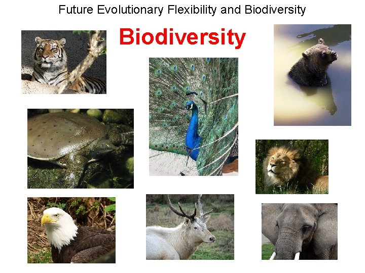 Future Evolutionary Flexibility and Biodiversity 