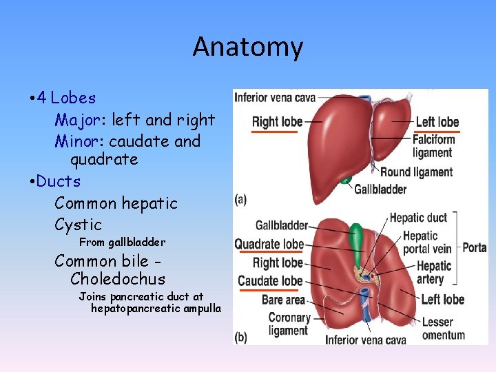 Anatomy • 4 Lobes Major: left and right Minor: caudate and quadrate • Ducts