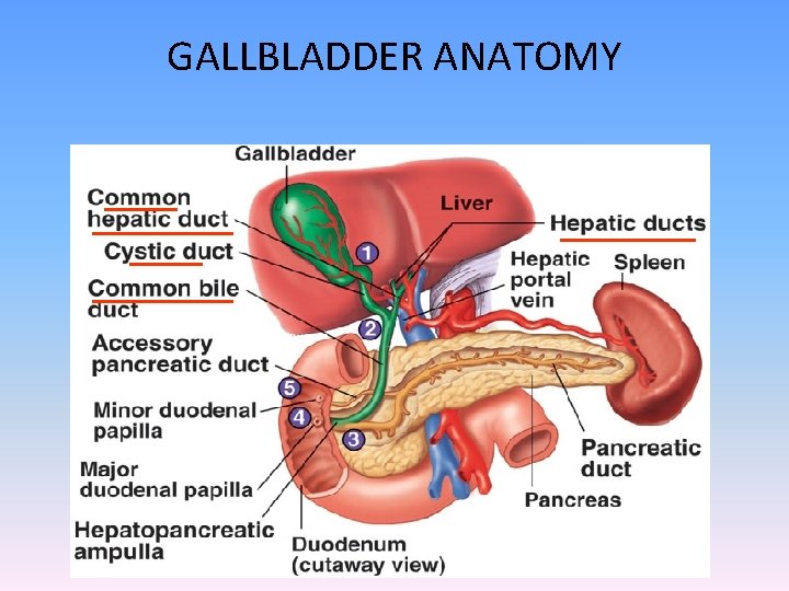 GALLBLADDER ANATOMY 