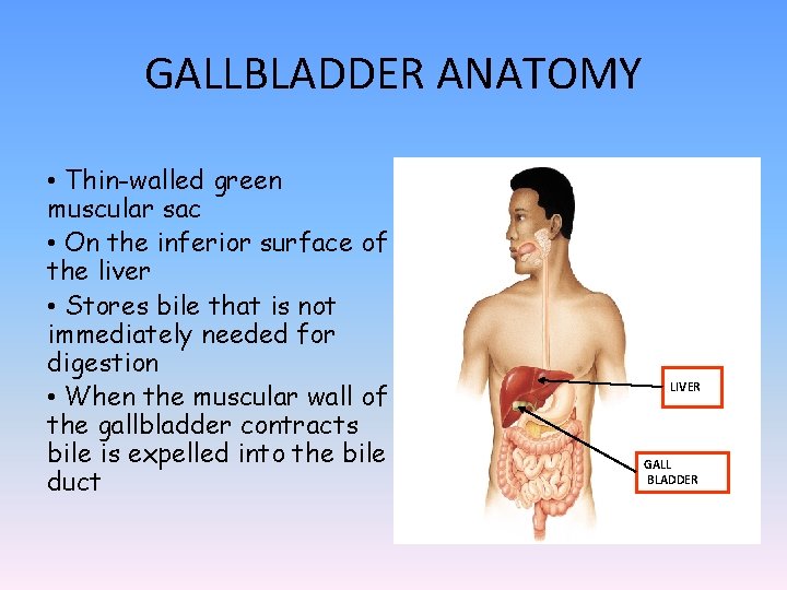 GALLBLADDER ANATOMY • Thin-walled green muscular sac • On the inferior surface of the