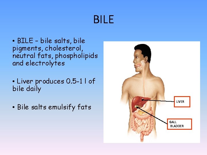BILE • BILE – bile salts, bile pigments, cholesterol, neutral fats, phospholipids and electrolytes