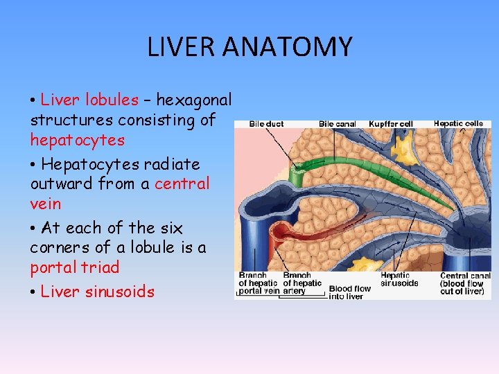 LIVER ANATOMY • Liver lobules – hexagonal structures consisting of hepatocytes • Hepatocytes radiate