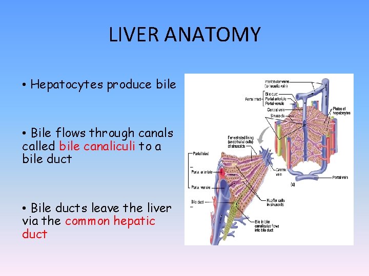 LIVER ANATOMY • Hepatocytes produce bile • Bile flows through canals called bile canaliculi