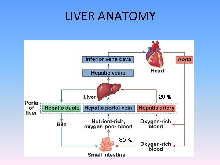 LIVER ANATOMY 20 % 80 % 