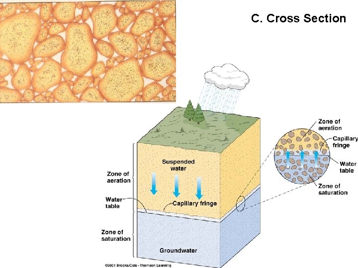 C. Cross Section 