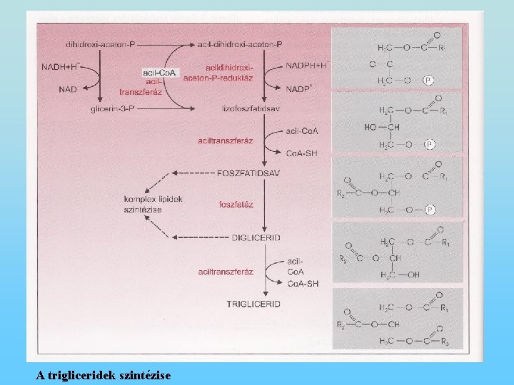 A trigliceridek szintézise 