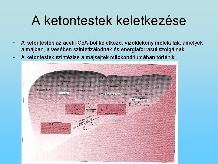 A ketontestek keletkezése • • A ketontestek az acetil-Co. A-ból keletkező, vízoldékony molekulák, amelyek