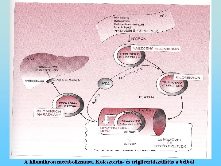 2 -135. ábra A kilomikron metabolizmusa. Koleszterin- és trigliceridszállítás a bélből 