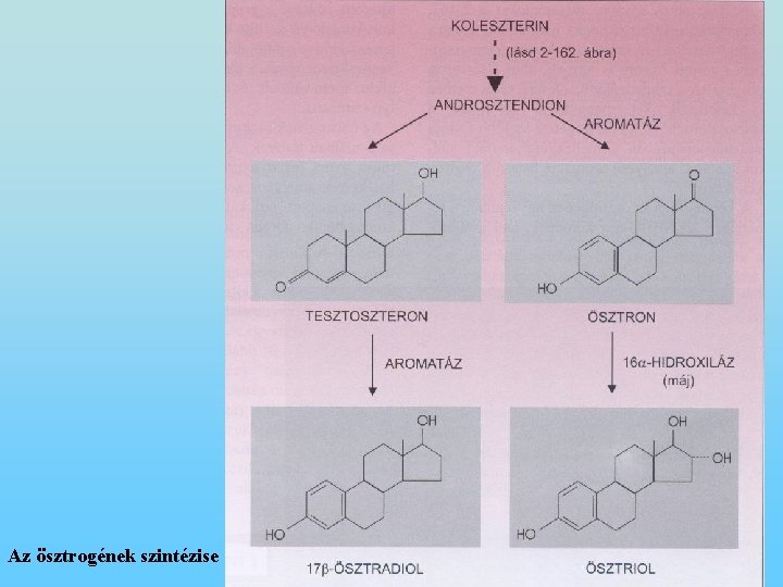 Az ösztrogének szintézise 