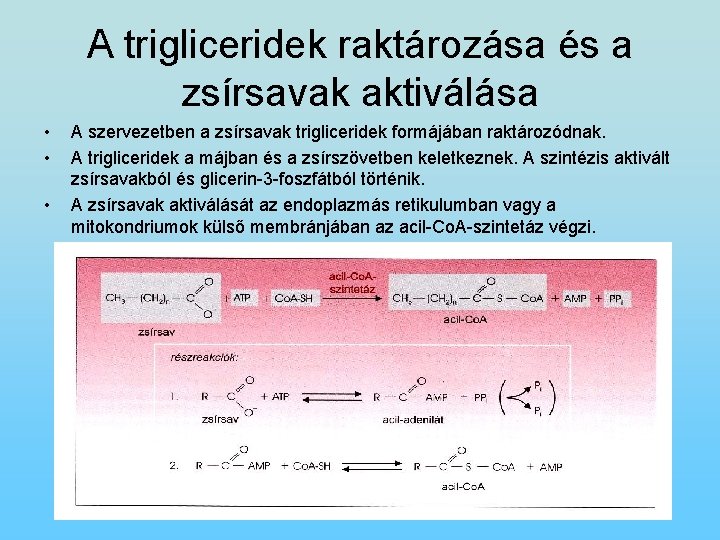 A trigliceridek raktározása és a zsírsavak aktiválása • • • A szervezetben a zsírsavak