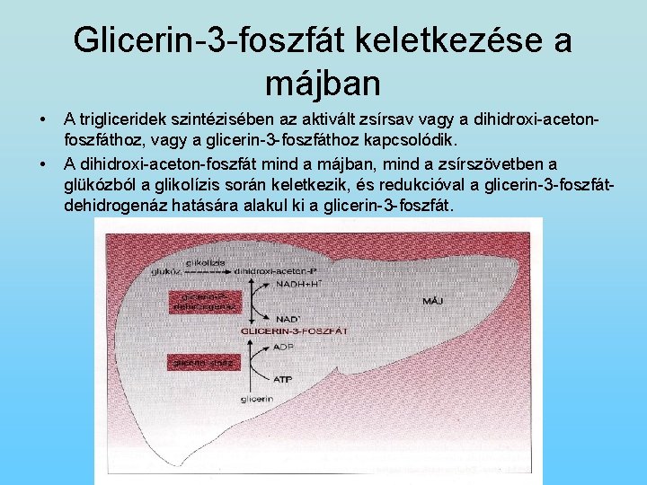 Glicerin-3 -foszfát keletkezése a májban • • A trigliceridek szintézisében az aktivált zsírsav vagy