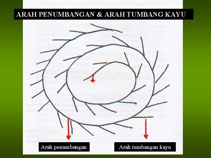 ARAH PENUMBANGAN & ARAH TUMBANG KAYU Arah penumbangan Arah tumbangan kayu 