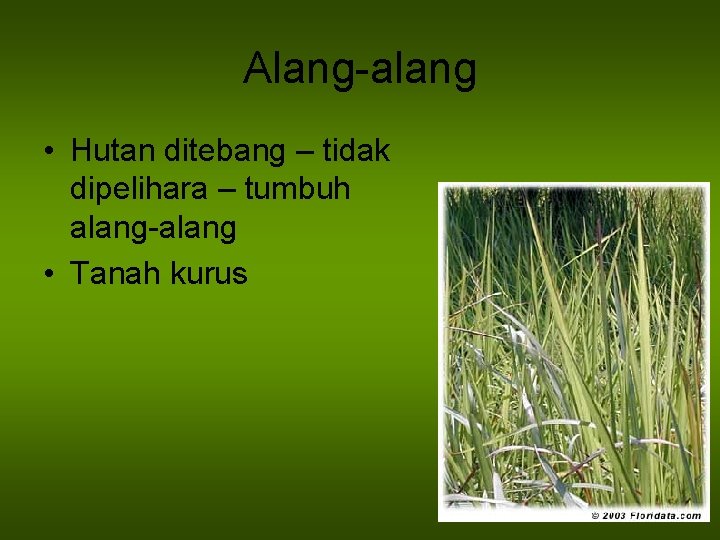 Alang-alang • Hutan ditebang – tidak dipelihara – tumbuh alang-alang • Tanah kurus 