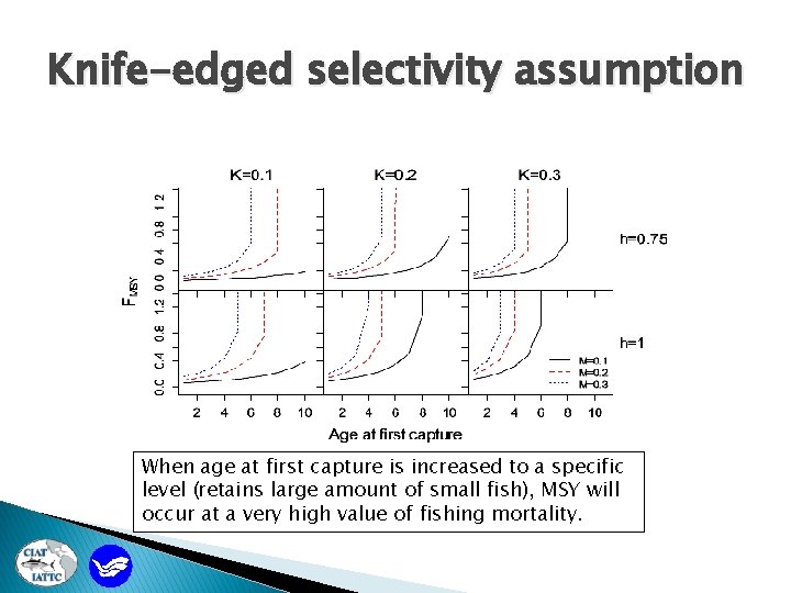 Knife-edged selectivity assumption When age at first capture is increased to a specific level