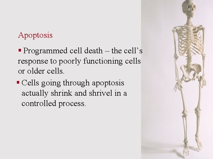 Apoptosis § Programmed cell death – the cell’s response to poorly functioning cells or