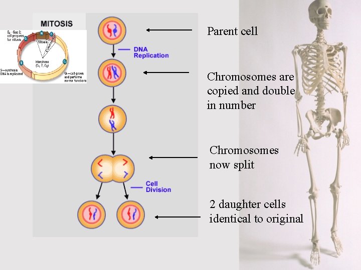 Parent cell Chromosomes are copied and double in number Chromosomes now split 2 daughter
