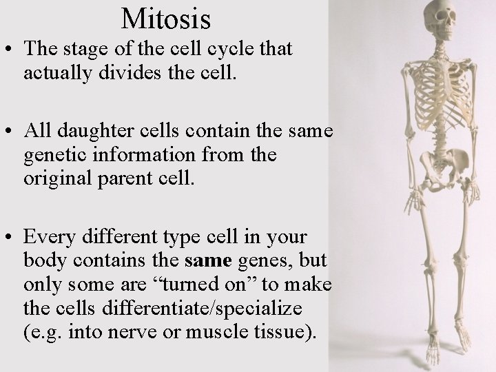 Mitosis • The stage of the cell cycle that actually divides the cell. •