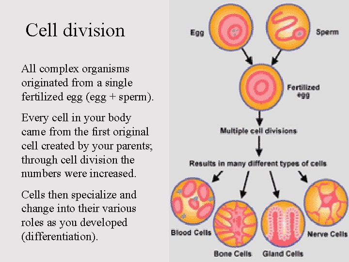 Cell division All complex organisms originated from a single fertilized egg (egg + sperm).