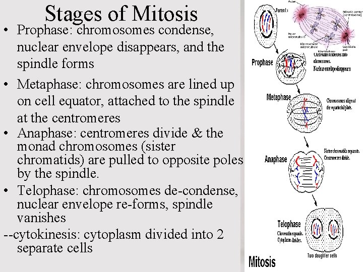 Stages of Mitosis • Prophase: chromosomes condense, nuclear envelope disappears, and the spindle forms