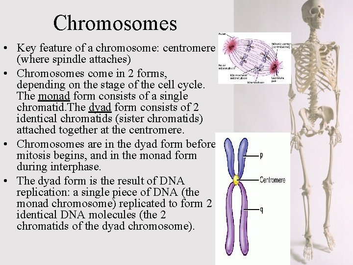 Chromosomes • Key feature of a chromosome: centromere (where spindle attaches) • Chromosomes come