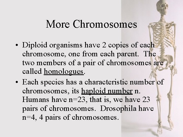 More Chromosomes • Diploid organisms have 2 copies of each chromosome, one from each