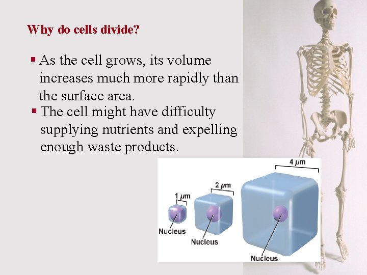 Why do cells divide? § As the cell grows, its volume increases much more
