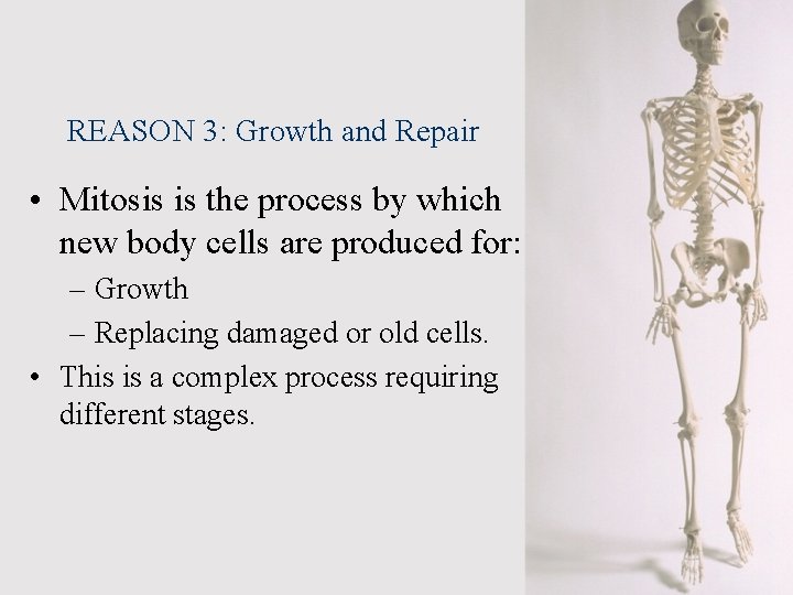 REASON 3: Growth and Repair • Mitosis is the process by which new body