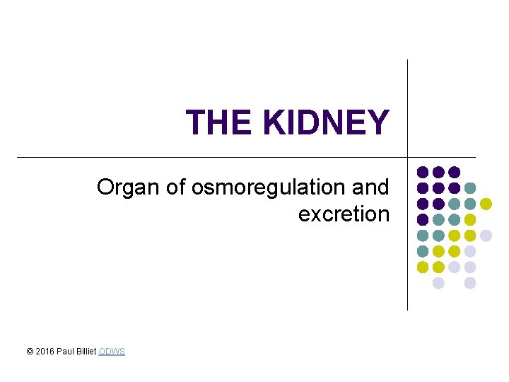 THE KIDNEY Organ of osmoregulation and excretion © 2016 Paul Billiet ODWS THE KIDNEY Organ of osmoregulation and excretion © 2016 Paul Billiet ODWS