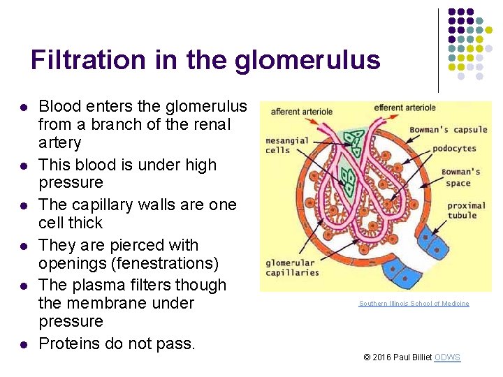 Filtration in the glomerulus l l l Blood enters the glomerulus from a branch Filtration in the glomerulus l l l Blood enters the glomerulus from a branch