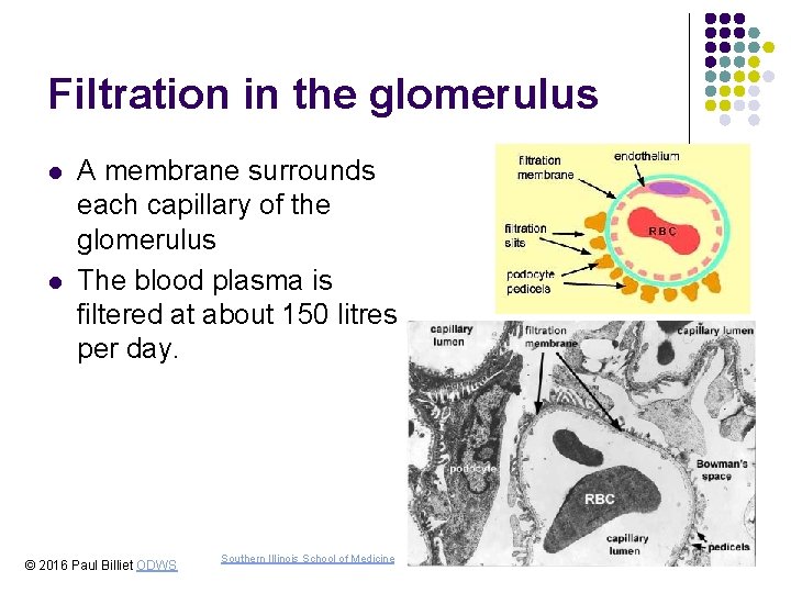 Filtration in the glomerulus l l A membrane surrounds each capillary of the glomerulus Filtration in the glomerulus l l A membrane surrounds each capillary of the glomerulus