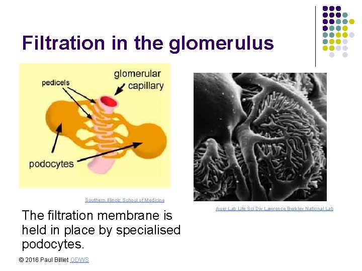Filtration in the glomerulus Southern Illinois School of Medicine The filtration membrane is held Filtration in the glomerulus Southern Illinois School of Medicine The filtration membrane is held